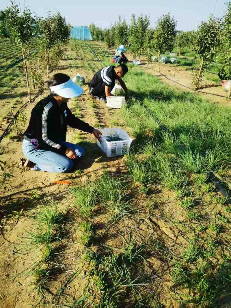 《畅销》陕西沙葱自家260亩种植基地直发对接全国