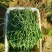 《畅销》陕西沙葱自家260亩种植基地直发对接全国