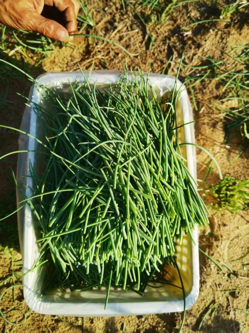 《畅销》陕西沙葱自家260亩种植基地直发对接全国