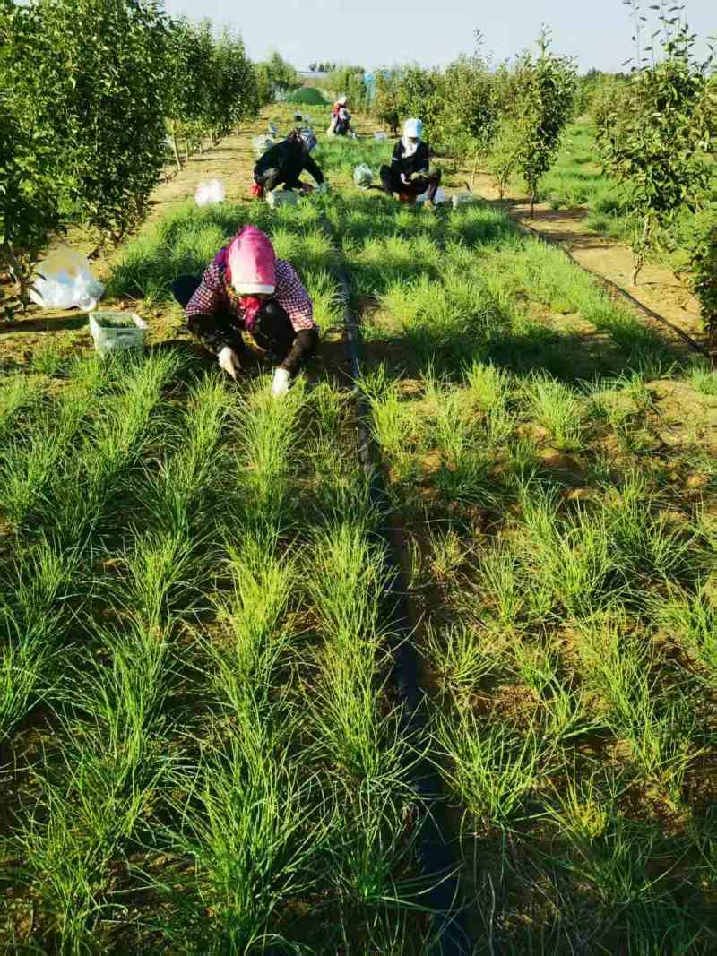 《畅销》陕西沙葱自家260亩种植基地直发对接全国