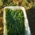 《畅销》陕西沙葱自家260亩种植基地直发对接全国