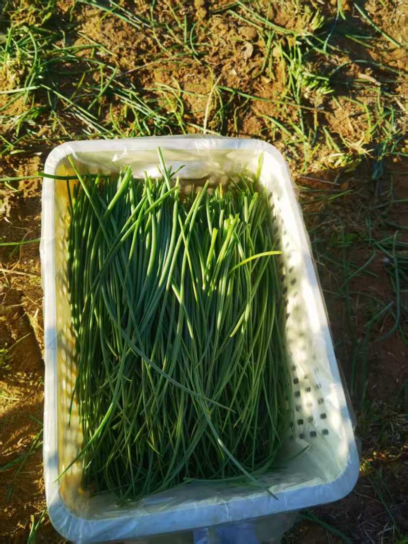 《畅销》陕西沙葱自家260亩种植基地直发对接全国
