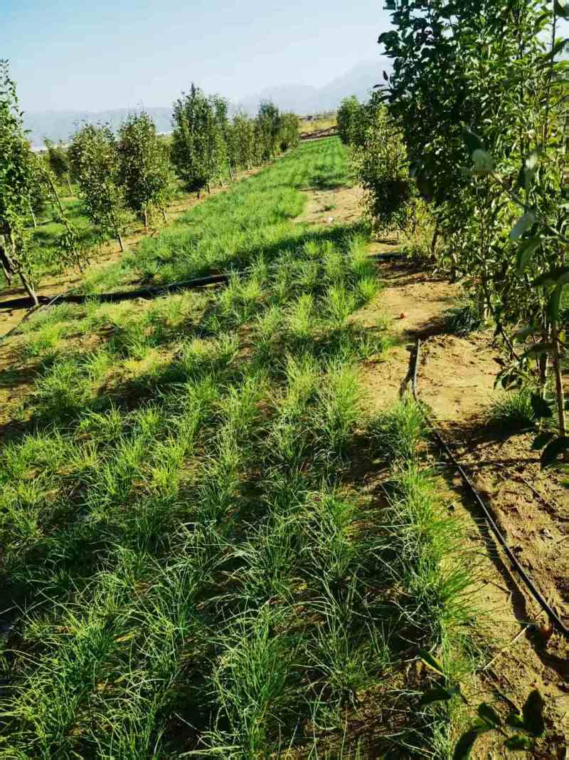 《畅销》陕西沙葱自家260亩种植基地直发对接全国