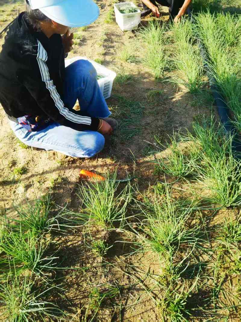《畅销》陕西沙葱自家260亩种植基地直发对接全国