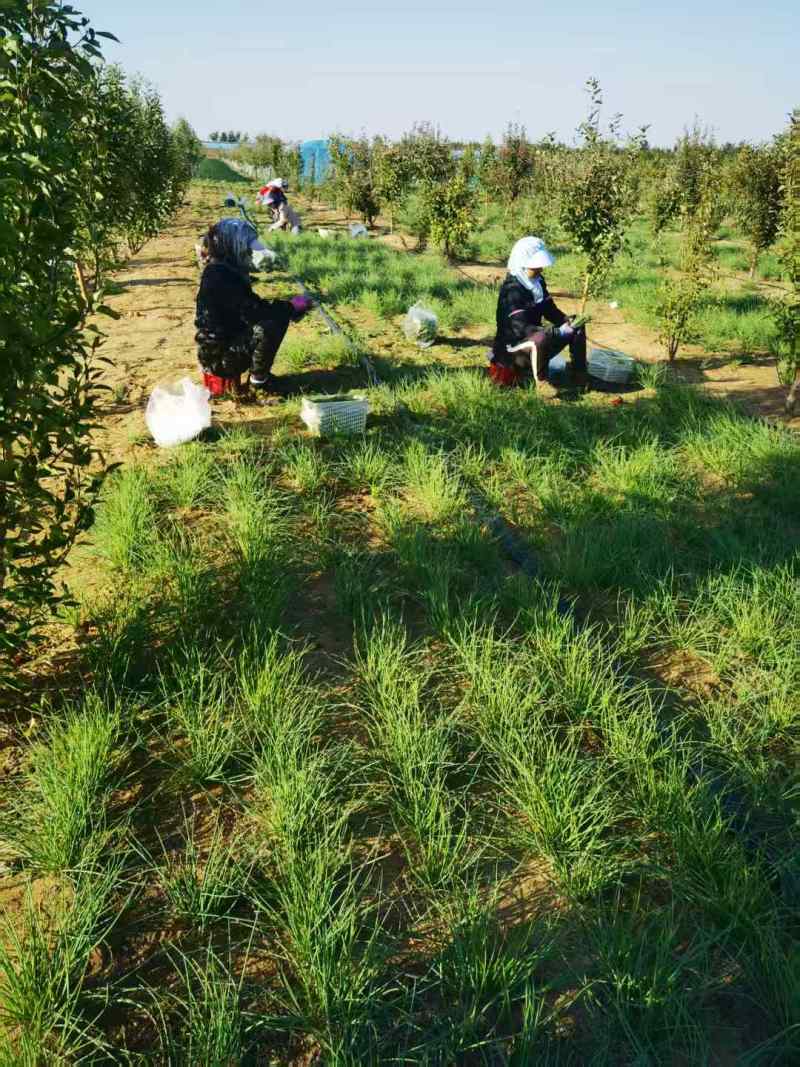 《畅销》陕西沙葱自家260亩种植基地直发对接全国