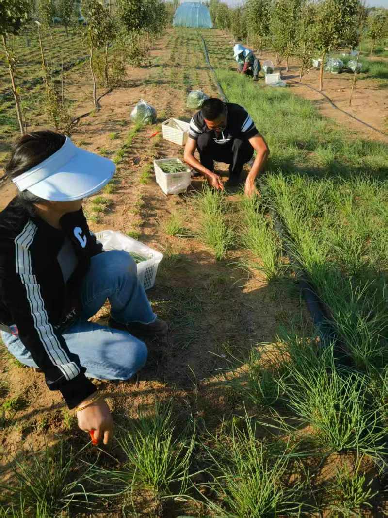 《畅销》陕西沙葱自家260亩种植基地直发对接全国
