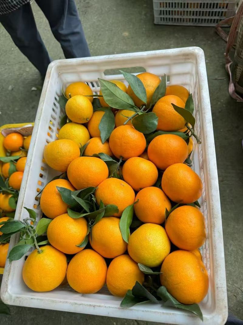 《推荐》9月红果冻橙原产地供货一手货源充足，货发全国