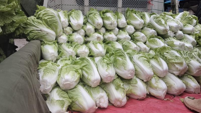 夏阳白菜基地直发量大从优品质保证欢迎来电洽谈