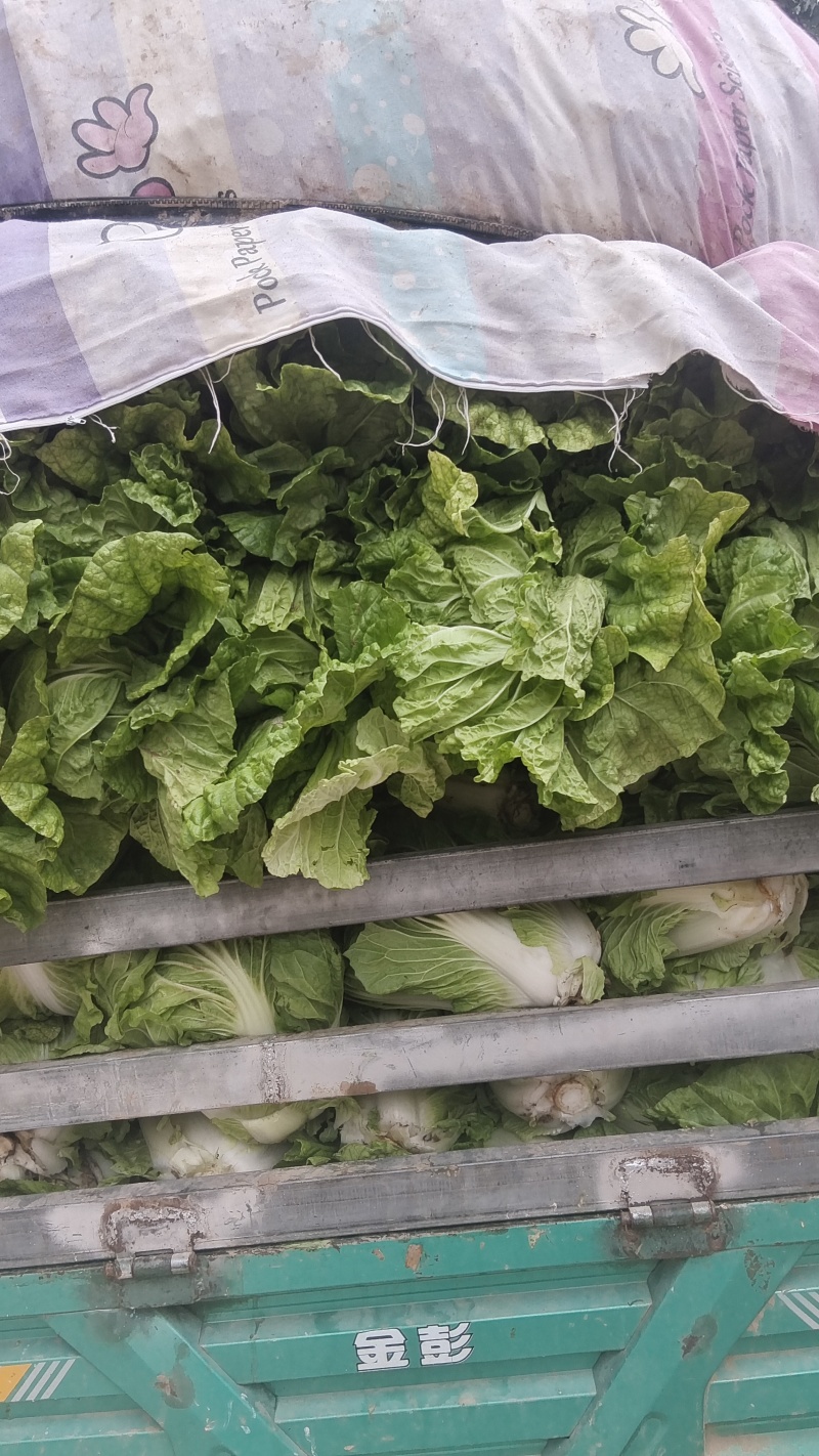 夏阳白菜基地直发量大从优品质保证欢迎来电洽谈