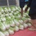 夏阳白菜基地直发量大从优品质保证欢迎来电洽谈