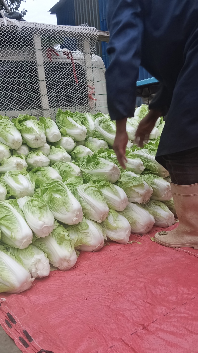 夏阳白菜基地直发量大从优品质保证欢迎来电洽谈