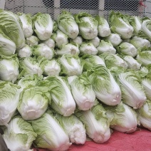 夏阳白菜基地直发量大从优品质保证欢迎来电洽谈