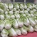 夏阳白菜基地直发量大从优品质保证欢迎来电洽谈