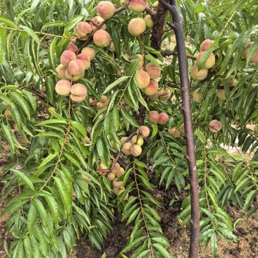 脆甜冬蜜桃产区直发，电话联系