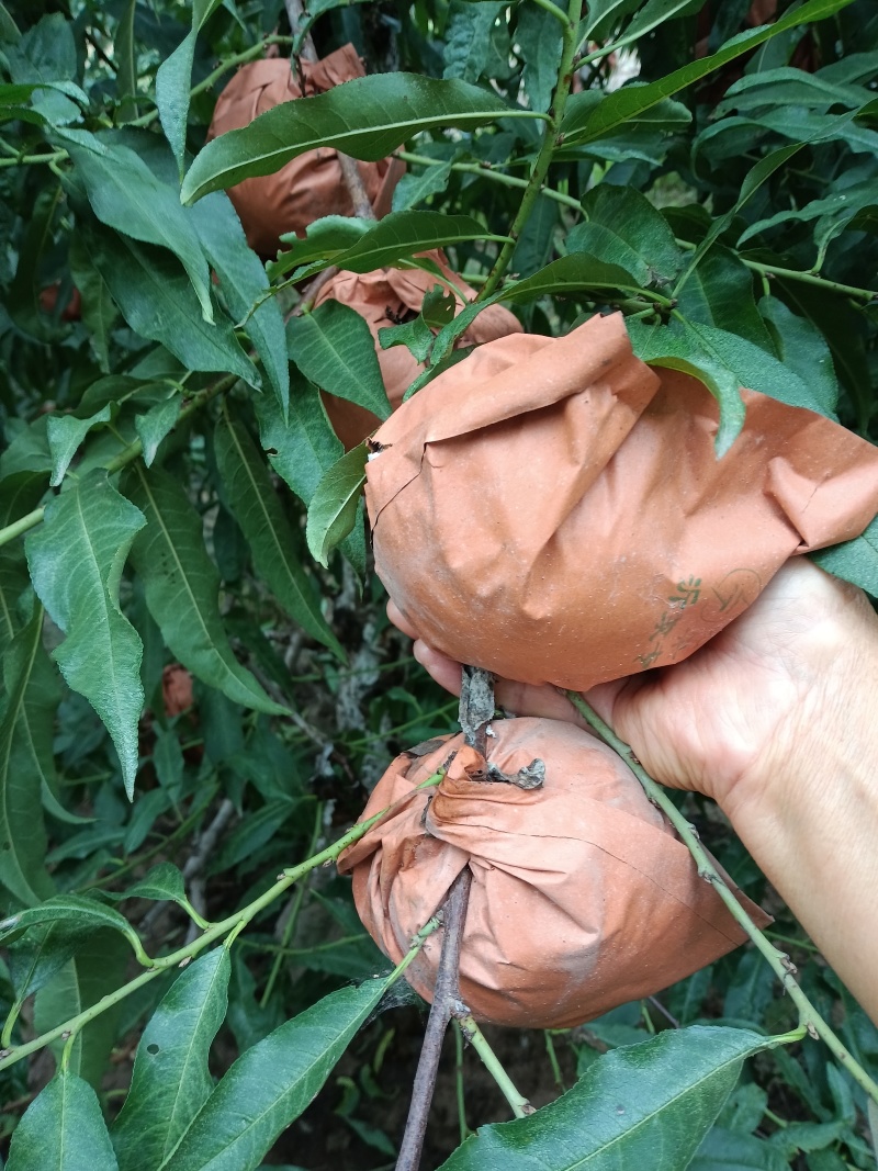 冬桃，好吃不贵，价格美丽，量大从优