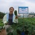 进口羽麒麟羽衣甘蓝种子大田基地小院种植