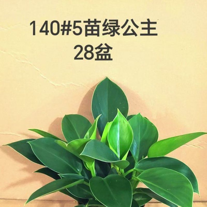 140#5苗绿公主12元金钻