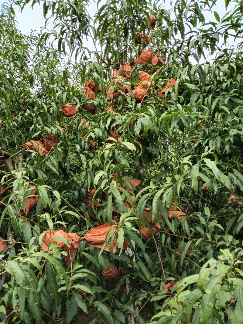 冬桃，好吃不贵，价格美丽，量大从优