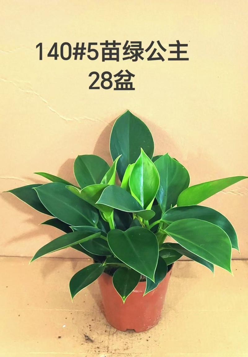 140#5苗绿公主12元金钻