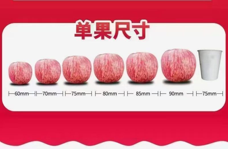 洛川红富士，零售，快递，欢迎采购