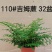 110#吉姆蕨15元