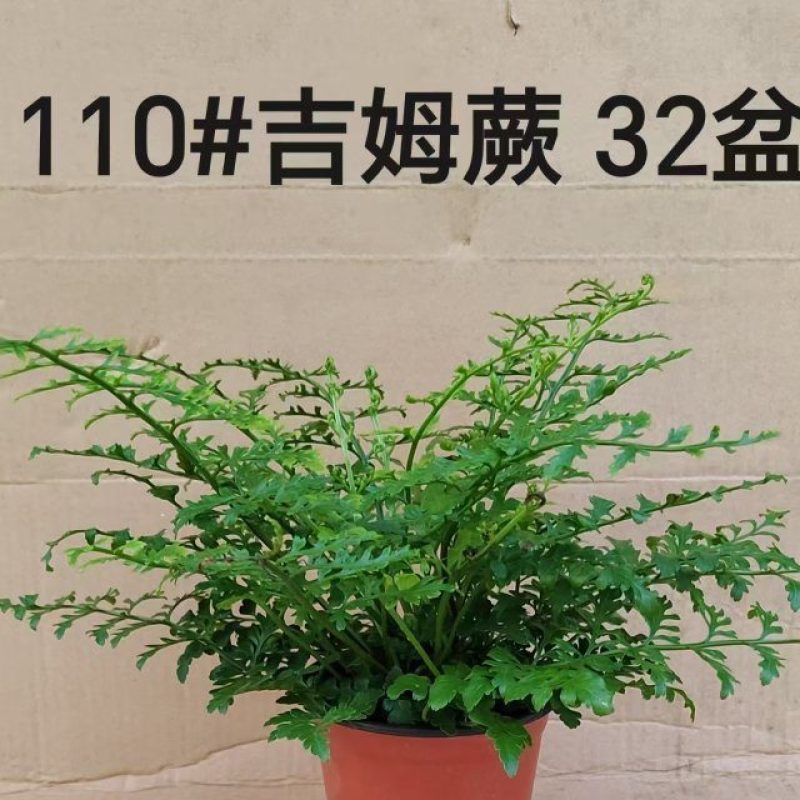 110#吉姆蕨15元
