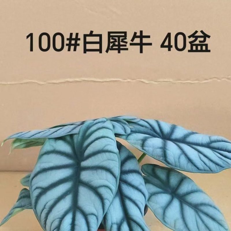 100#白犀牛盆栽9元40盆