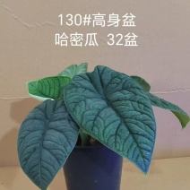 130#哈密瓜盆栽13元一盆32盆