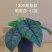 130#哈密瓜盆栽13元一盆32盆