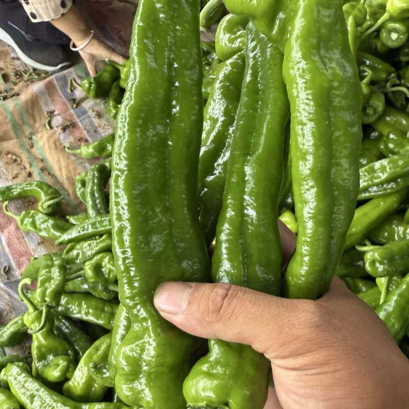 🔥【实力推荐】夏邑301泡椒/湘研55/一手货源