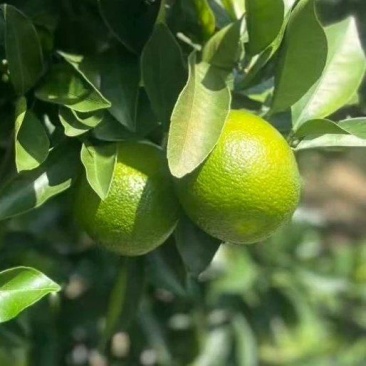应季水果橙子廉江红橙货量大欢迎订购