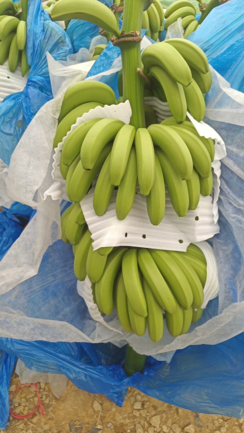 香蕉