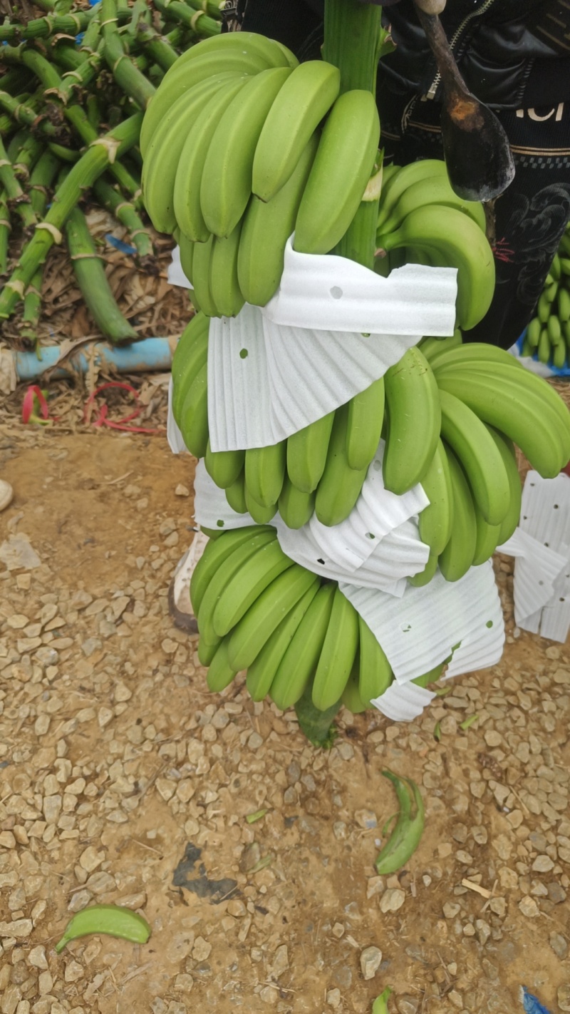 香蕉