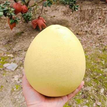 红心柚现货现摘***********