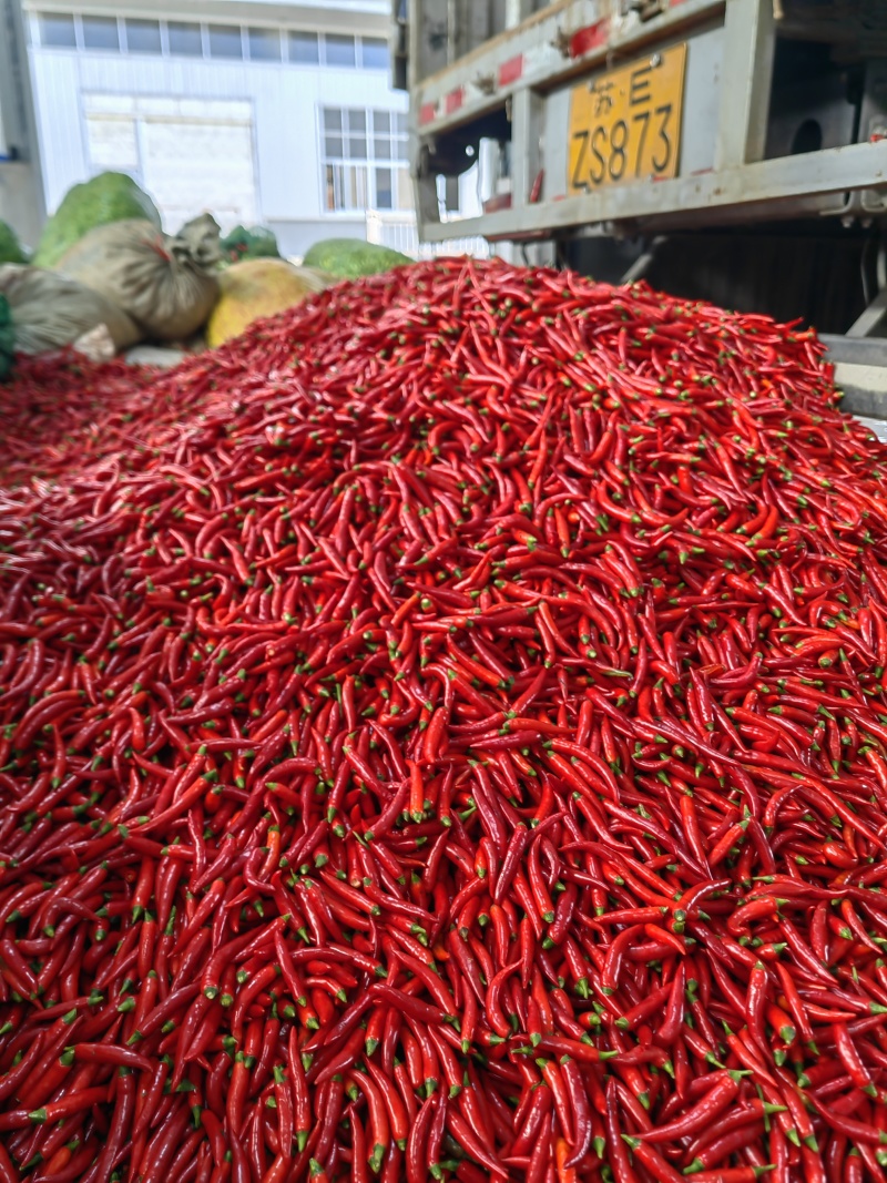小米辣泡椒