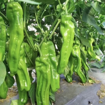 精品薄皮椒辣椒现摘现发批发电商市场商超价格优惠一条龙