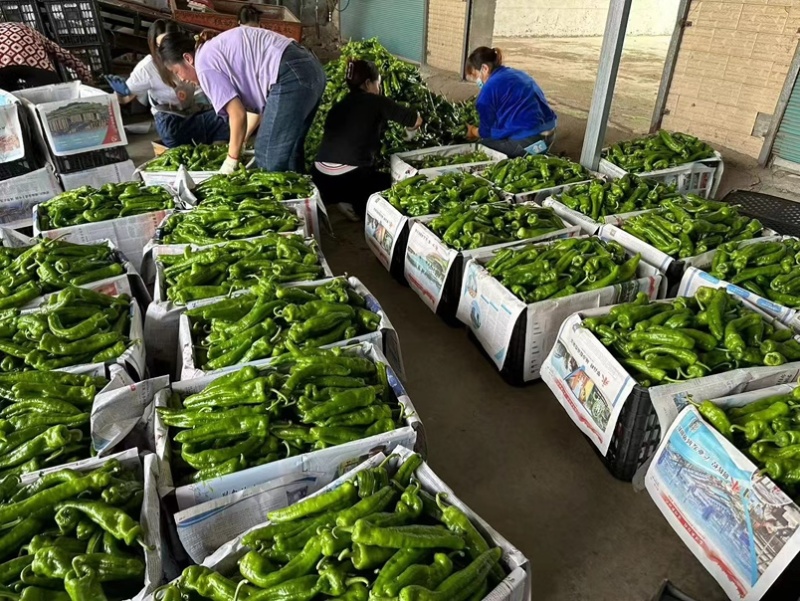 精品薄皮椒辣椒现摘现发批发电商市场商超价格优惠一条龙