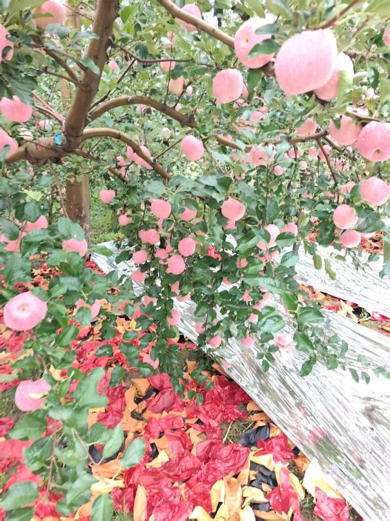 洛川红富士