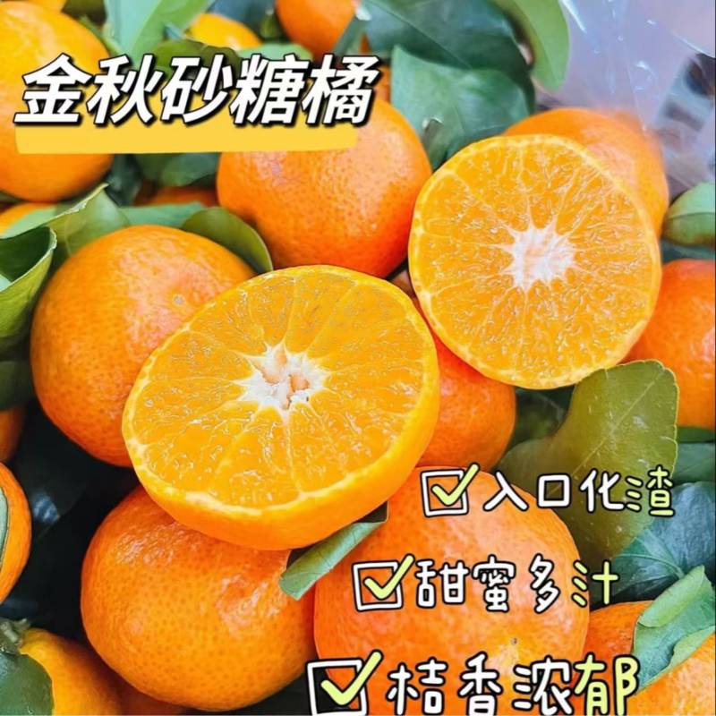 云南精品沙糖桔产地直发糖度高保质保量代发全国