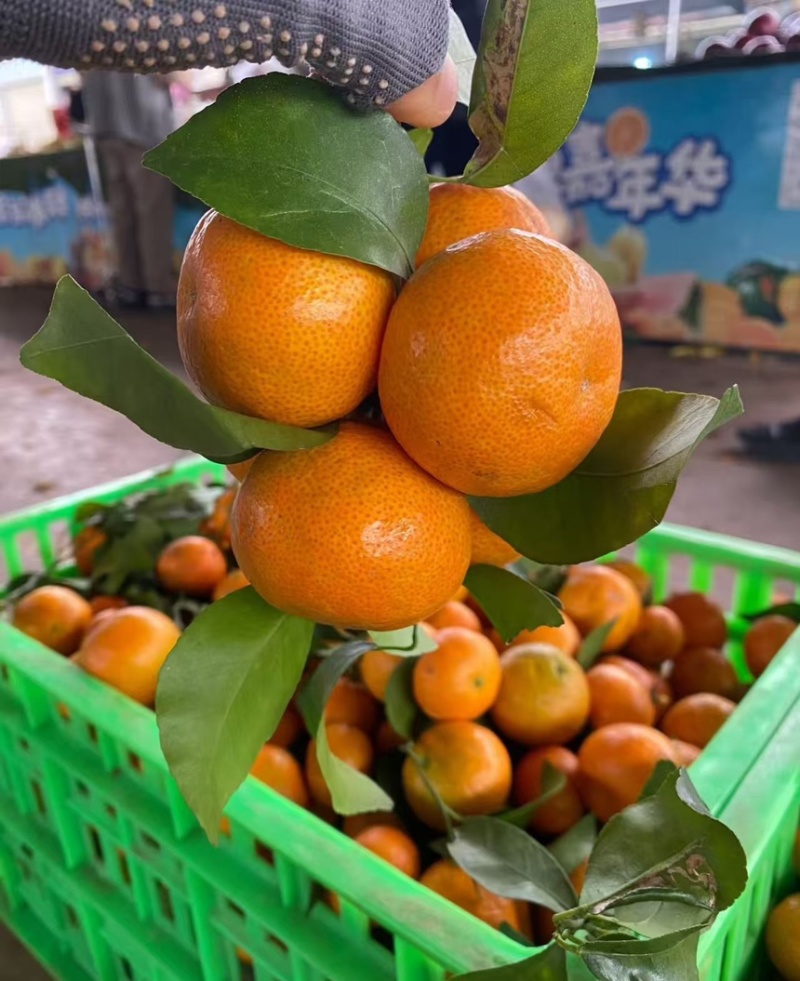 云南精品沙糖桔产地直发糖度高保质保量代发全国