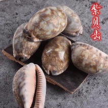 紫贝齿紫贝齿20克文贝紫贝子南蛇牙中药材白贝齿文贝南蛇牙