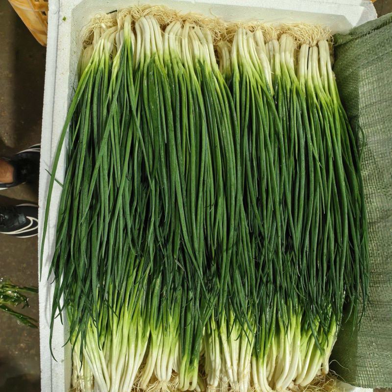云南四季小香葱翠绿可口新鲜上市价格美丽质量好走货快热卖中
