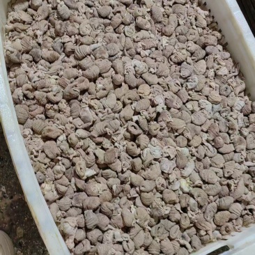 鸡蛋包头