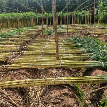 云南黄金甘蔗基地直发，货源充足，质量保障，对接各大档口，电商