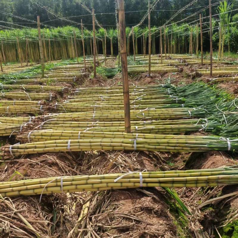 云南黄金甘蔗基地直发，货源充足，质量保障，对接各大档口，电商