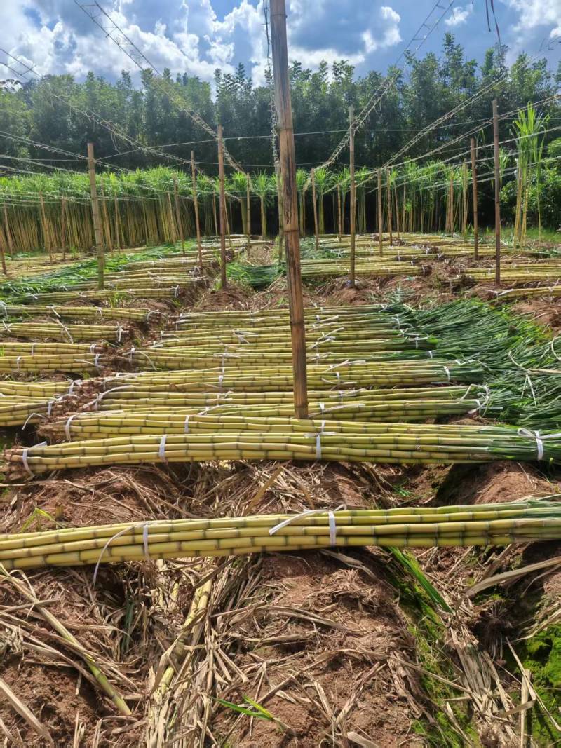 云南黄金甘蔗基地直发，货源充足，质量保障，对接各大档口，电商
