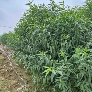 毛桃苗山东桃树实生苗山区苗圃耐寒山桃苗/对接全国采购商