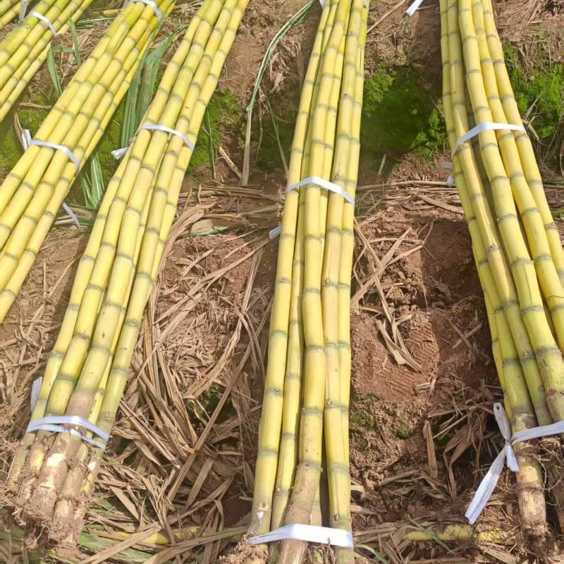 云南黄金甘蔗，大量上市，对接各大市场，商超，电商平台