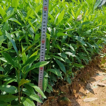 广西钦州灵山县黄栀子苗种子苗杯苗基地直发