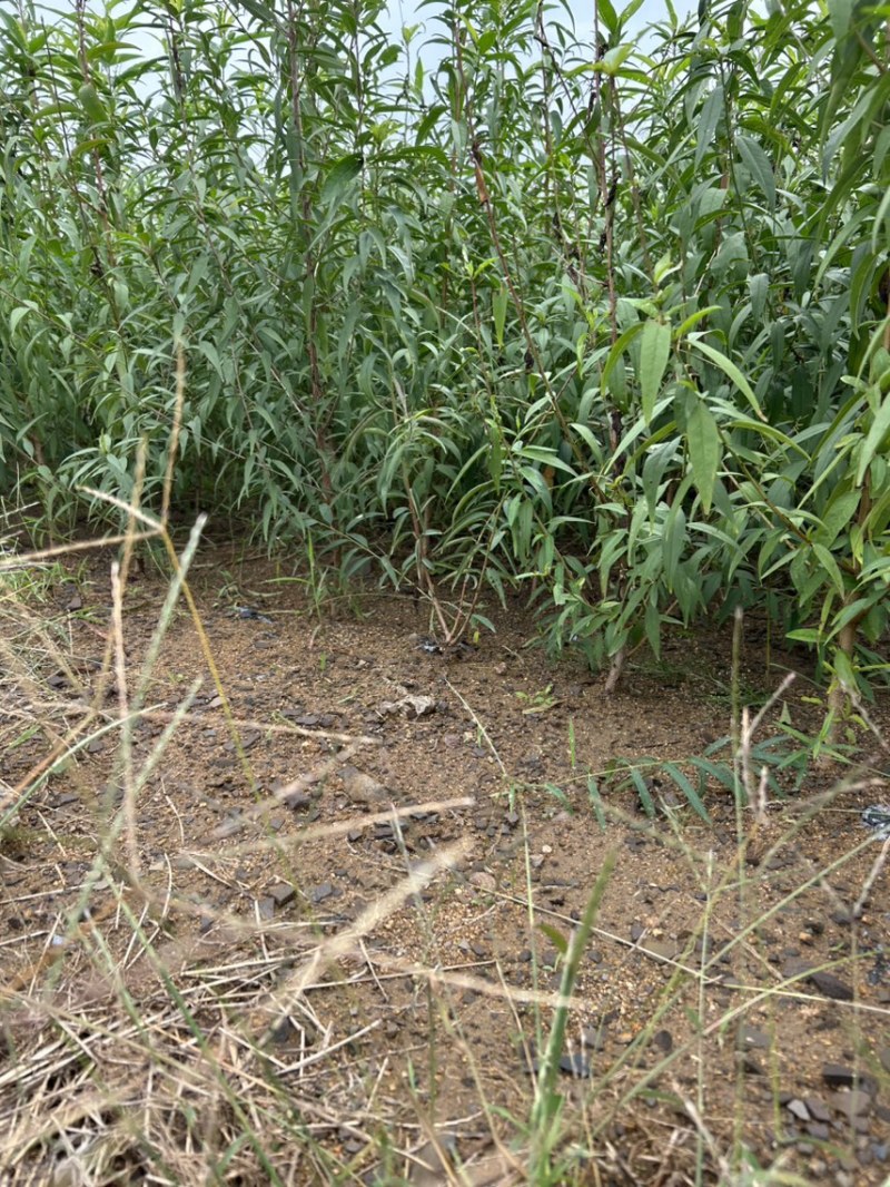 毛桃苗山东桃树实生苗山区苗圃耐寒山桃苗/对接全国采购商